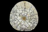 Polished Fossil Sand Dollar - California #97528-1